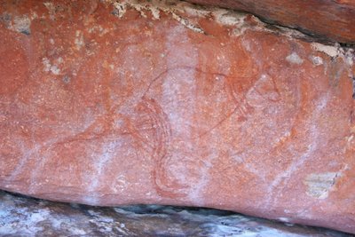 Frühes Röntgen-Wallaby von Unbekannt Unbekannt